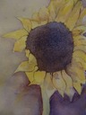 04.sunflower.new